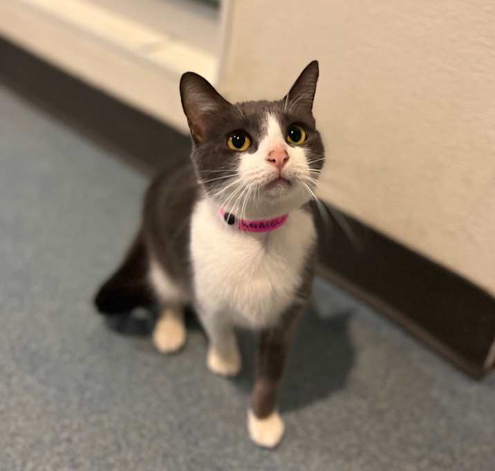 Photo of Luna (Elisa)