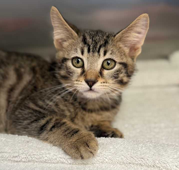 Photo of Apple Cider