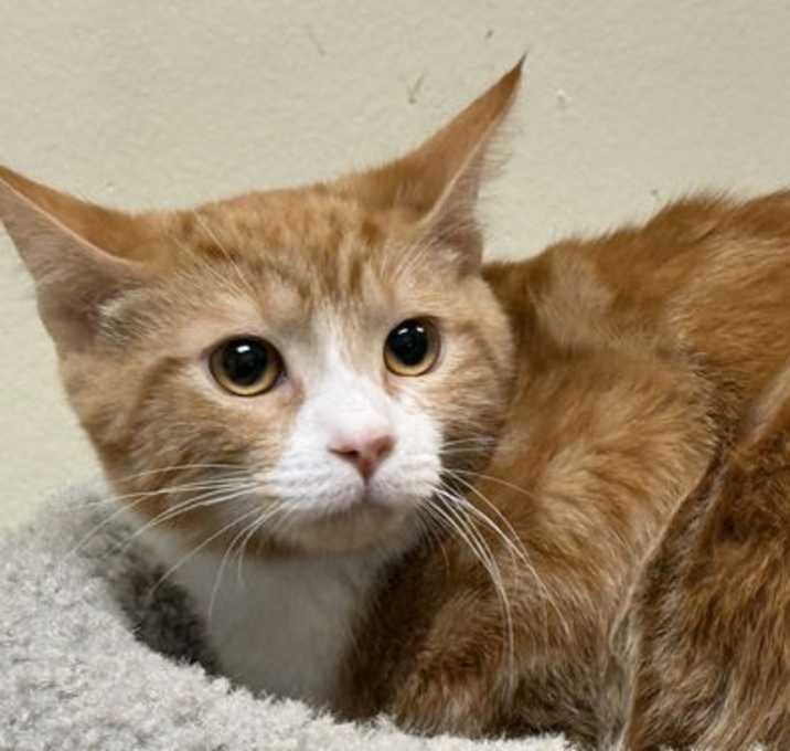 Photo of Peanut Butter