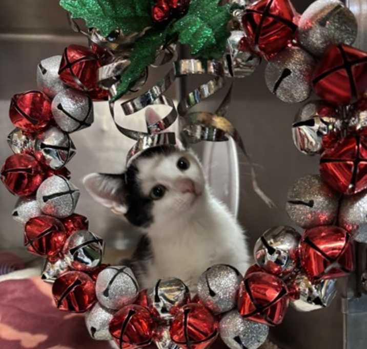 Photo of Bentley (Cocoa)