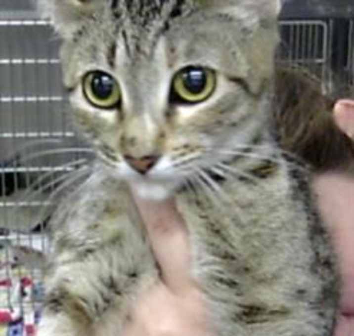 Photo of BUTTERSCOTCH