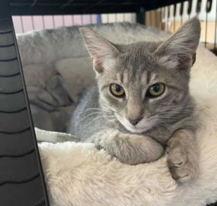 Photo of Locomotion 1