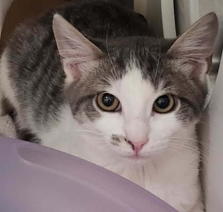 Photo of Locomotion 2 (Loki)