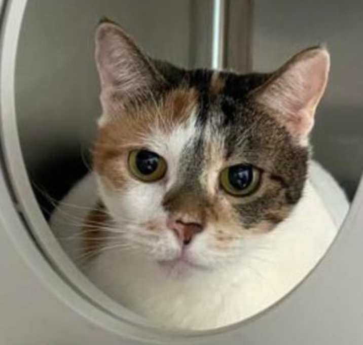 Photo of Pumpkin Loaf