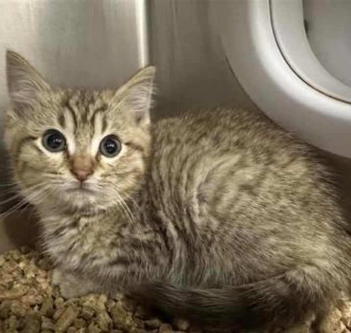 Photo of Timber Robert Cat