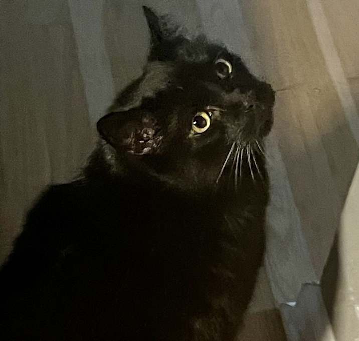 Photo of Austin Bonded Pair with Rubin