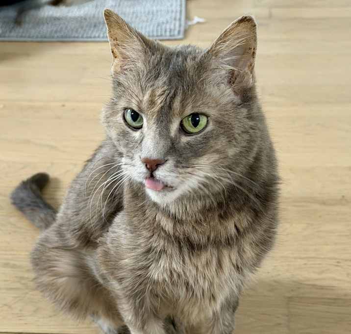 Photo of Ursa Bonded Pair with Krabby Patty