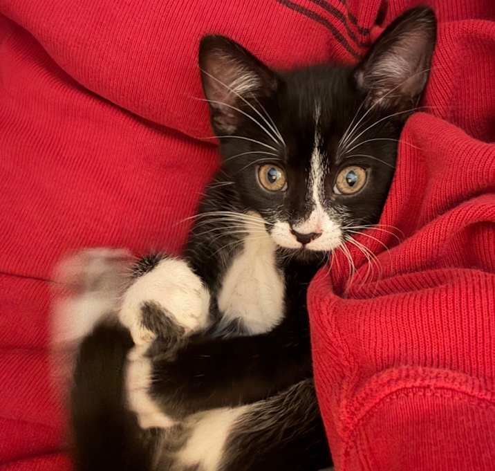 Photo of Amber (C000-584) -Costa Mesa Location