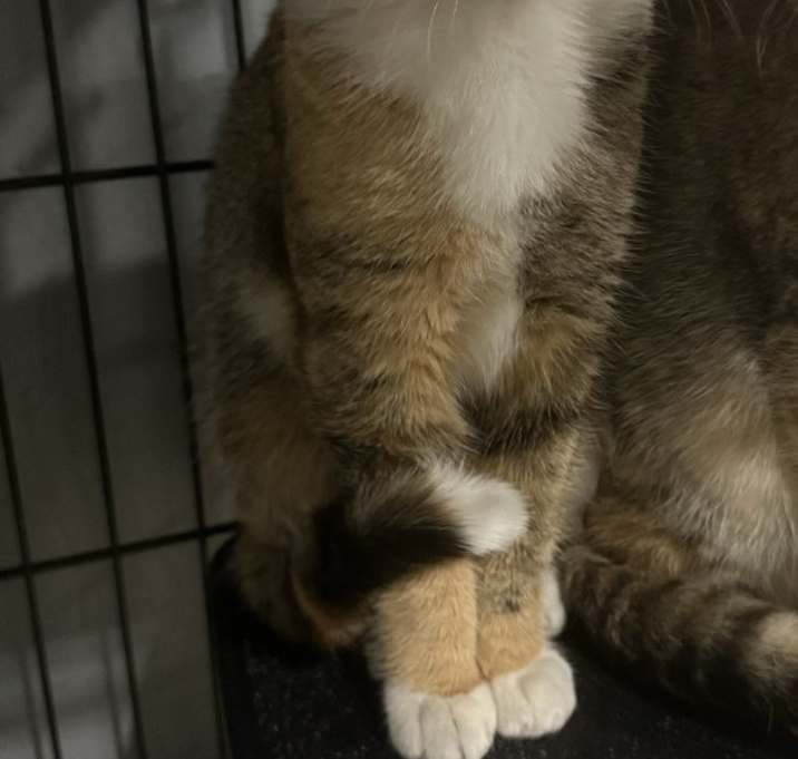 Photo of Emmy *foster needed*