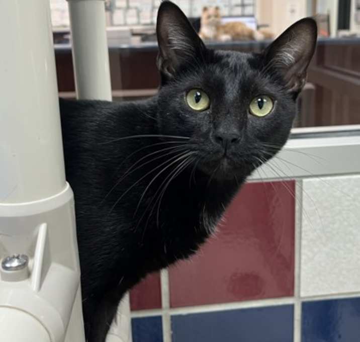 Photo of Puzzle FOSTER