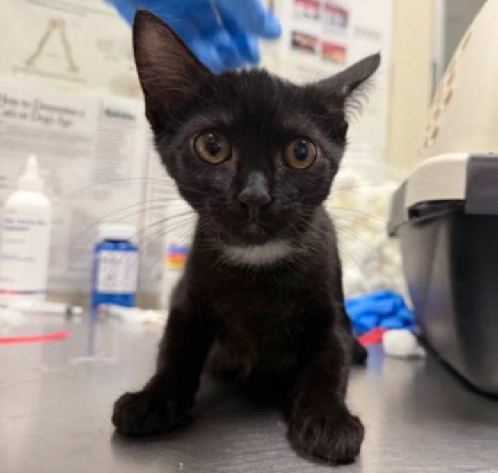 Photo of Princess Bubblegum