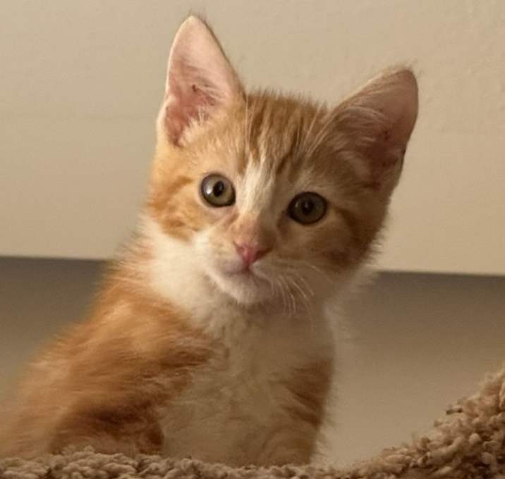 Photo of Aurora Borealis