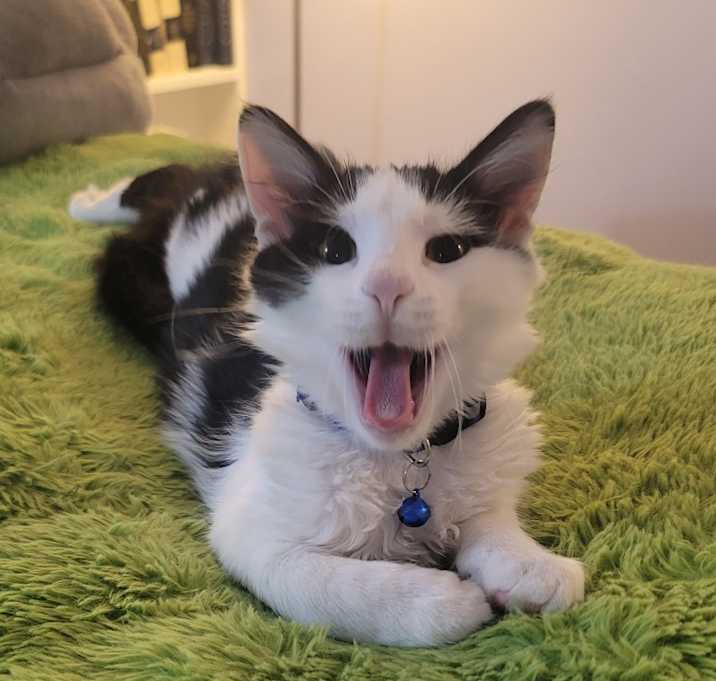 Photo of Rotini (needs buddy or sibbling) 