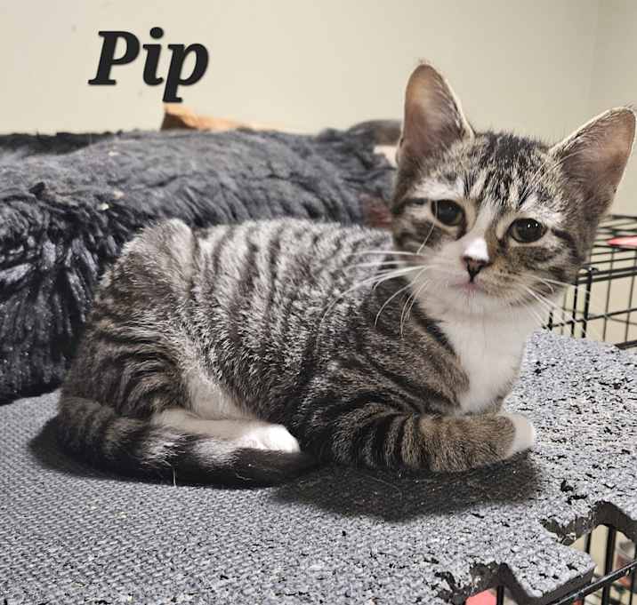 Photo of Pip