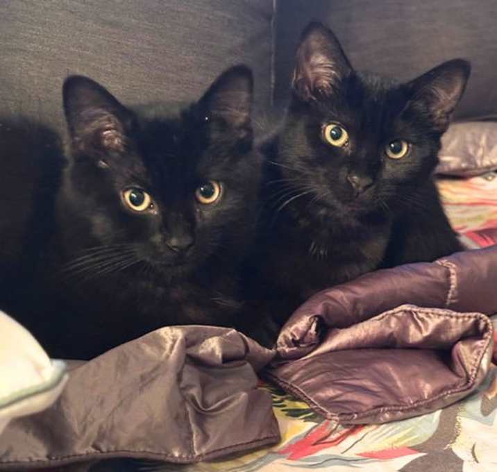 Photo of Wellies & Weston