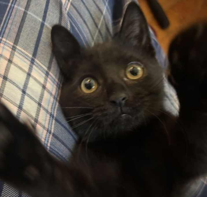 Photo of KITTEN DARLING DUGGIE