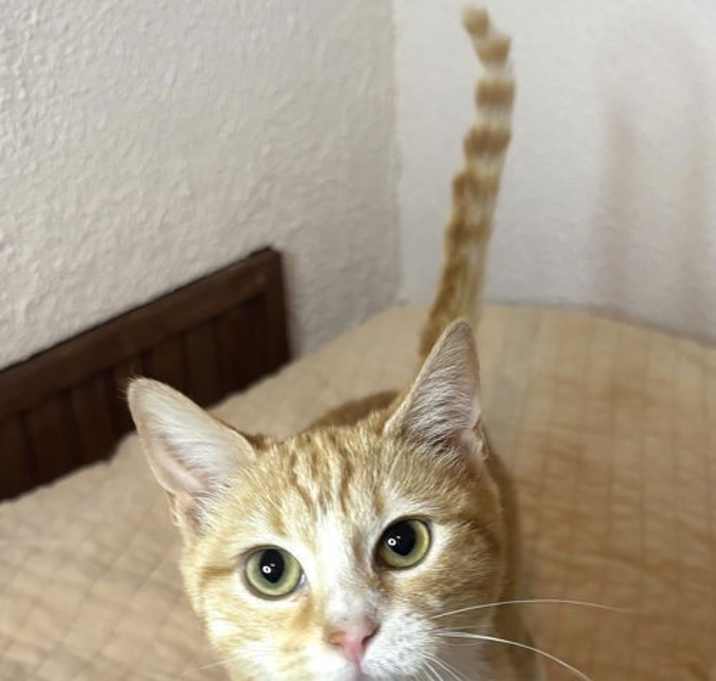 Photo of KITTEN LOVELY LIL PUMPKIN