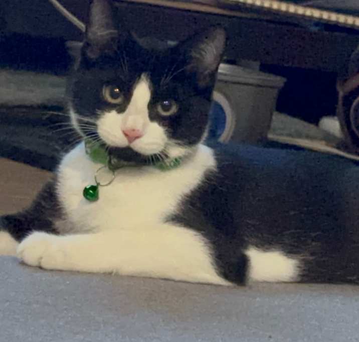 Photo of Tux