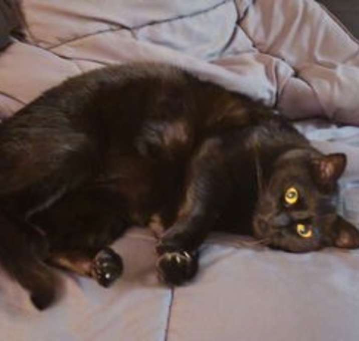 Photo of Endy(Enderman)