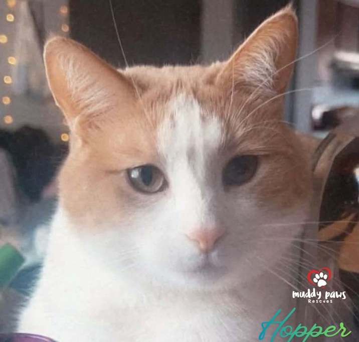 Photo of Hopper (Courtesy Post)