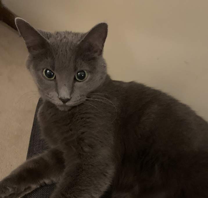 Photo of Pashmina Blu