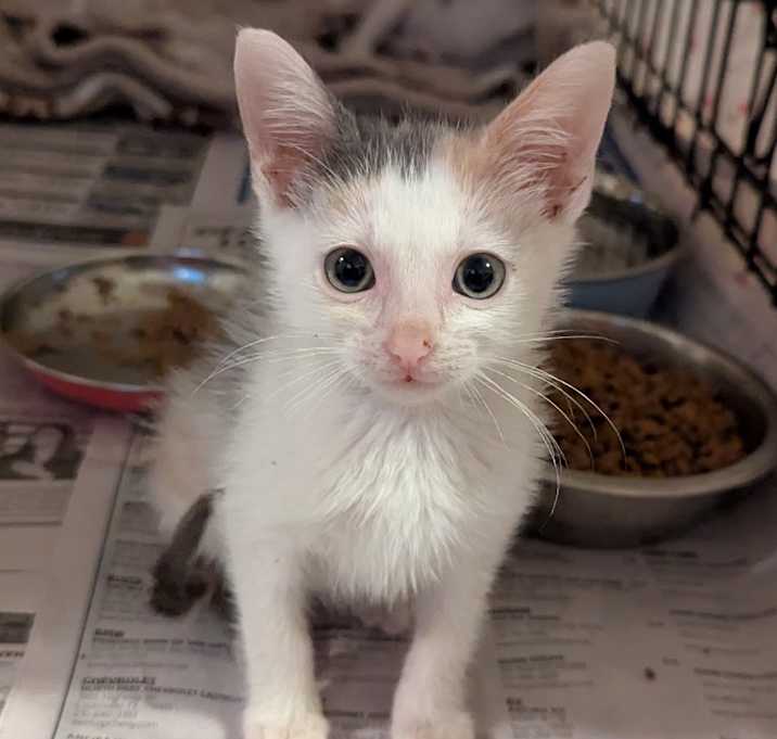 Photo of Bubbles in the Tub
