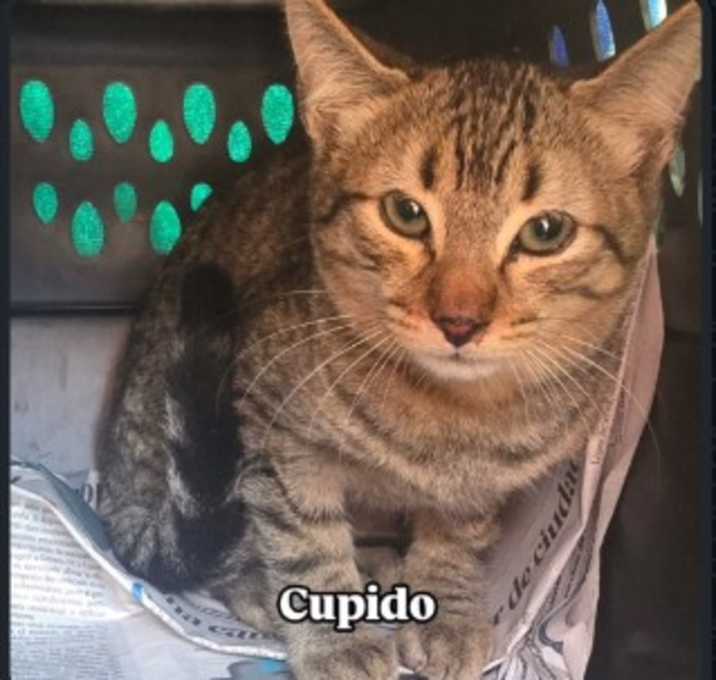 Photo of Cupido
