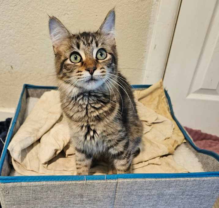 Photo of Sweet Pea LH  