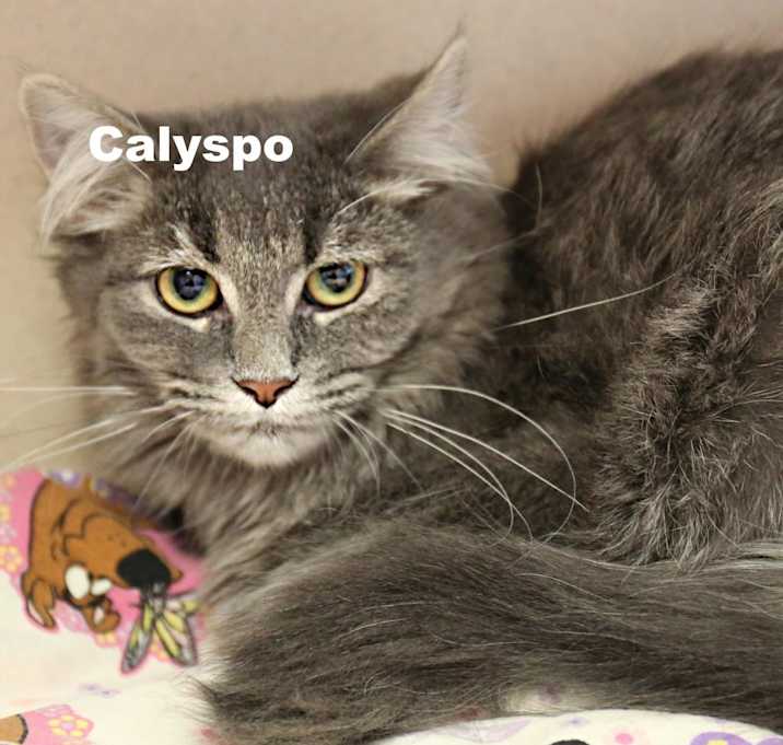 Photo of Calypso 251058