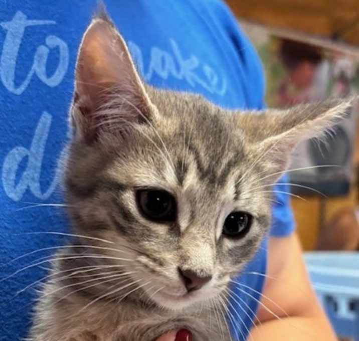 Photo of Tyson (Merritt Island)