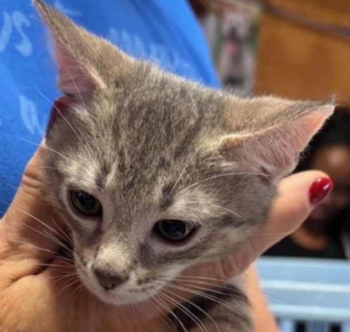 Photo of Talia (Merritt Island)