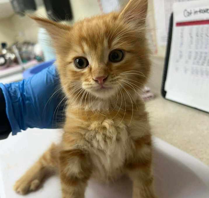 Photo of Onyx 25-11-146