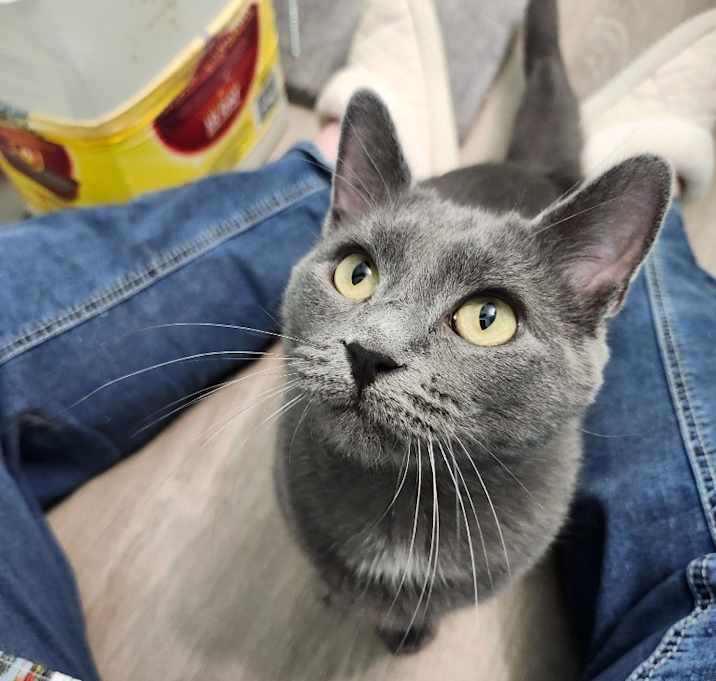 Photo of Diva Dumpling