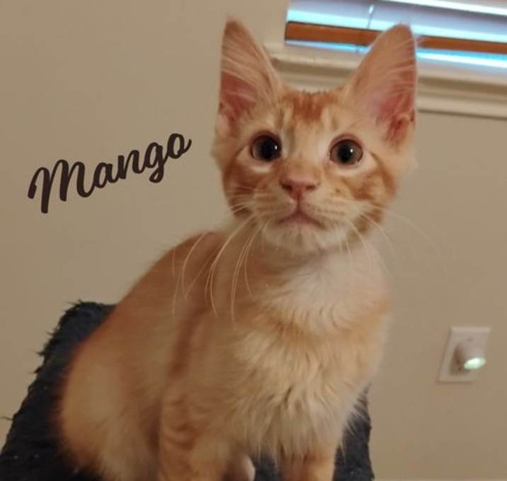 Photo of Mango #bouncing-fluffball