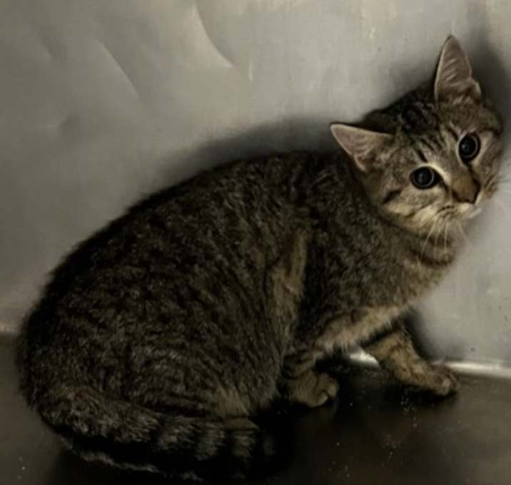 Photo of Jewel CNTY-559