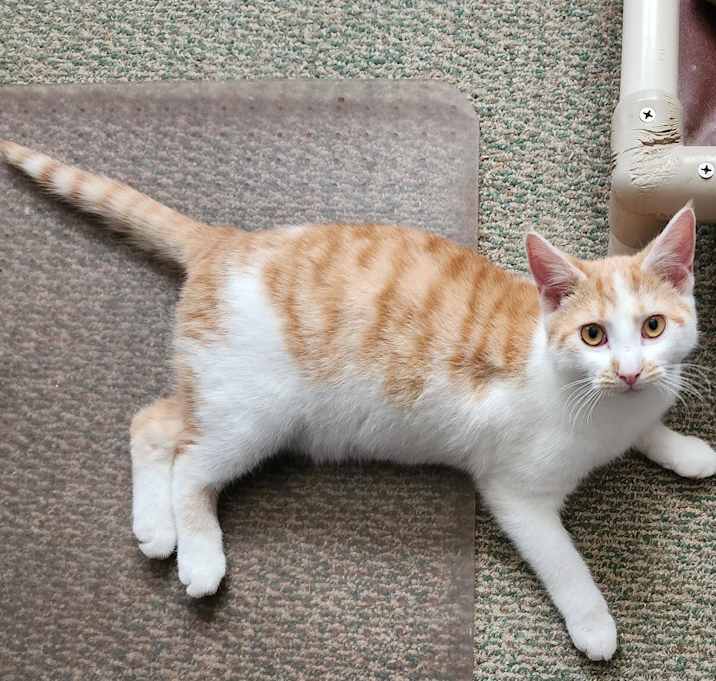 Photo of Marshmallow