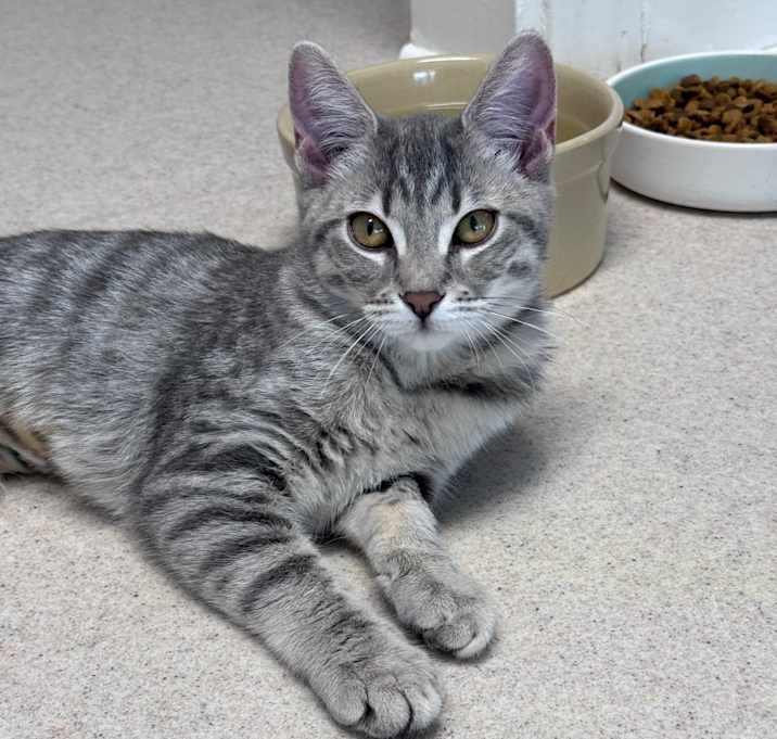 Photo of Marshmallow