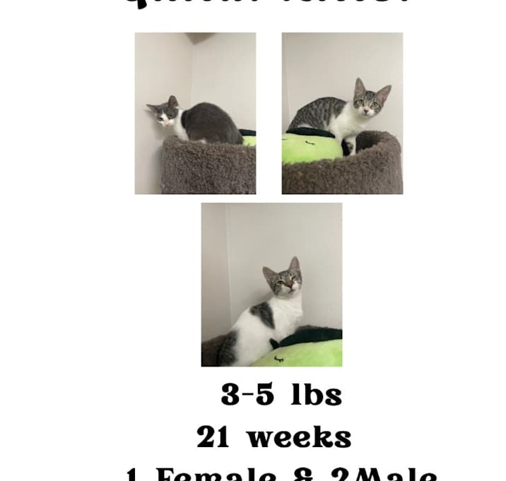 Photo of Copy of Guitar Litter (Joan Jett)