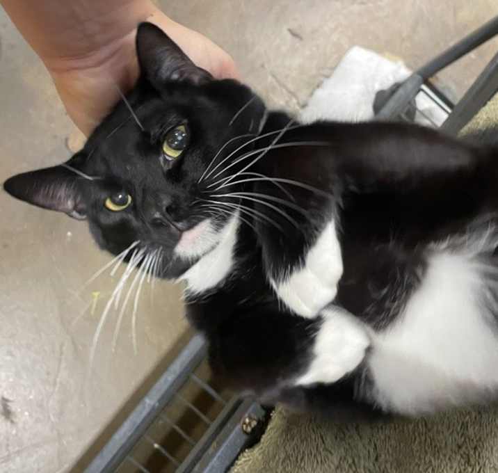 Photo of Mr. Midnight Tuna (mcas)