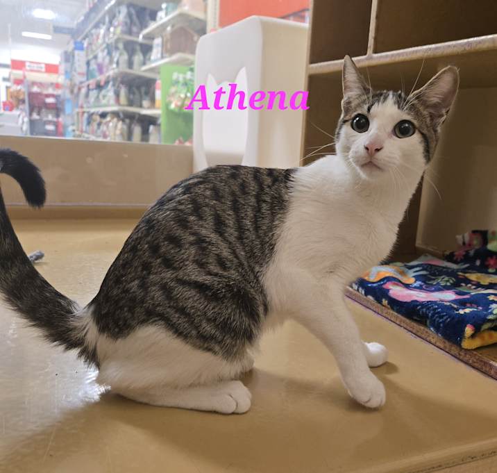 Photo of Athena