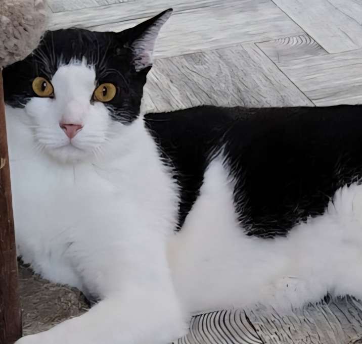 Photo of Sylvester