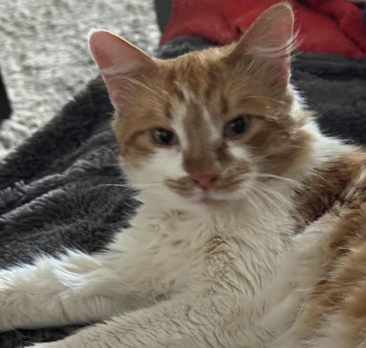 Photo of Sir Kitty Templeton