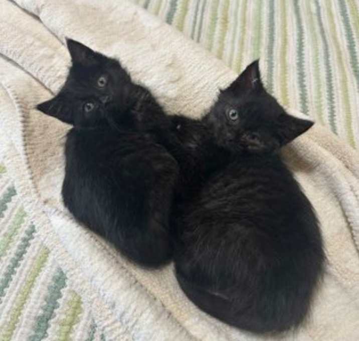 Photo of Sharky - Kitchener