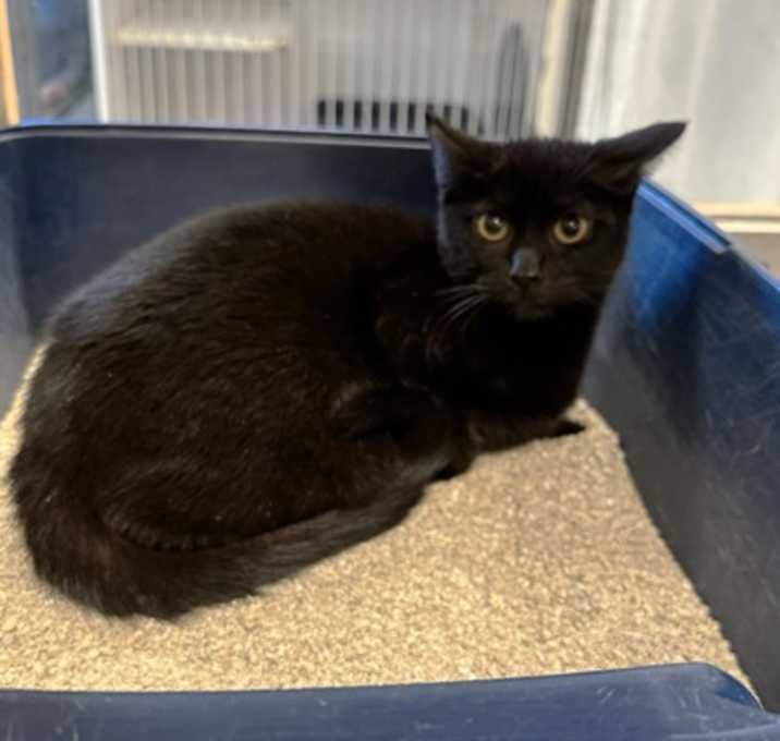 Photo of Pumpkin Pie