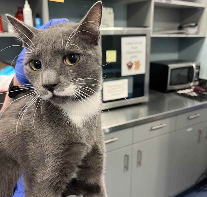 Photo of Sweetie Pie 