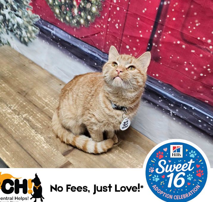 Photo of Orangey Badorangey