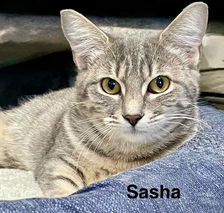 Photo of Sasha