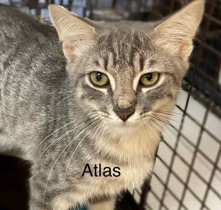 Photo of Atlas
