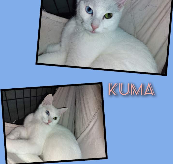 Photo of Kuma