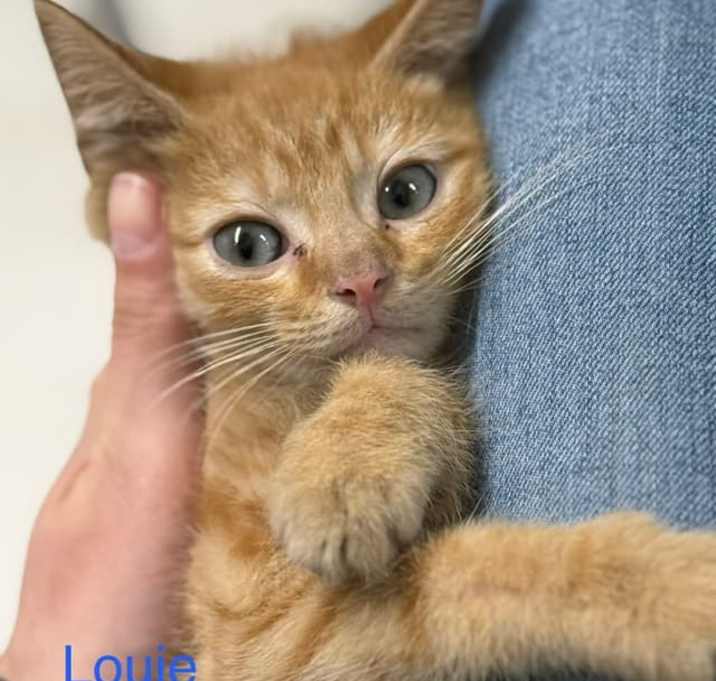 Photo of Louie